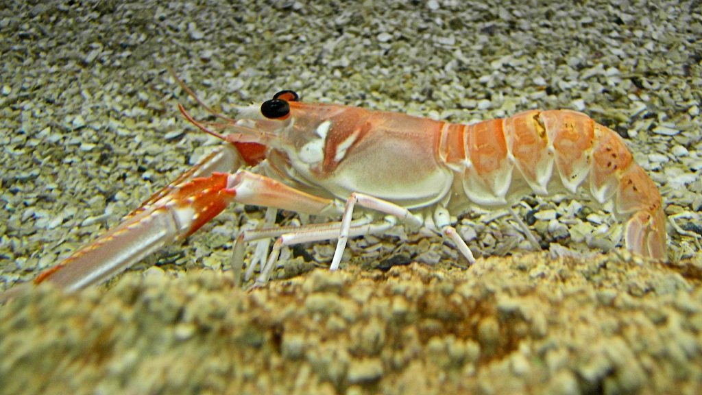En levande havskräfta i vattenmiljö.