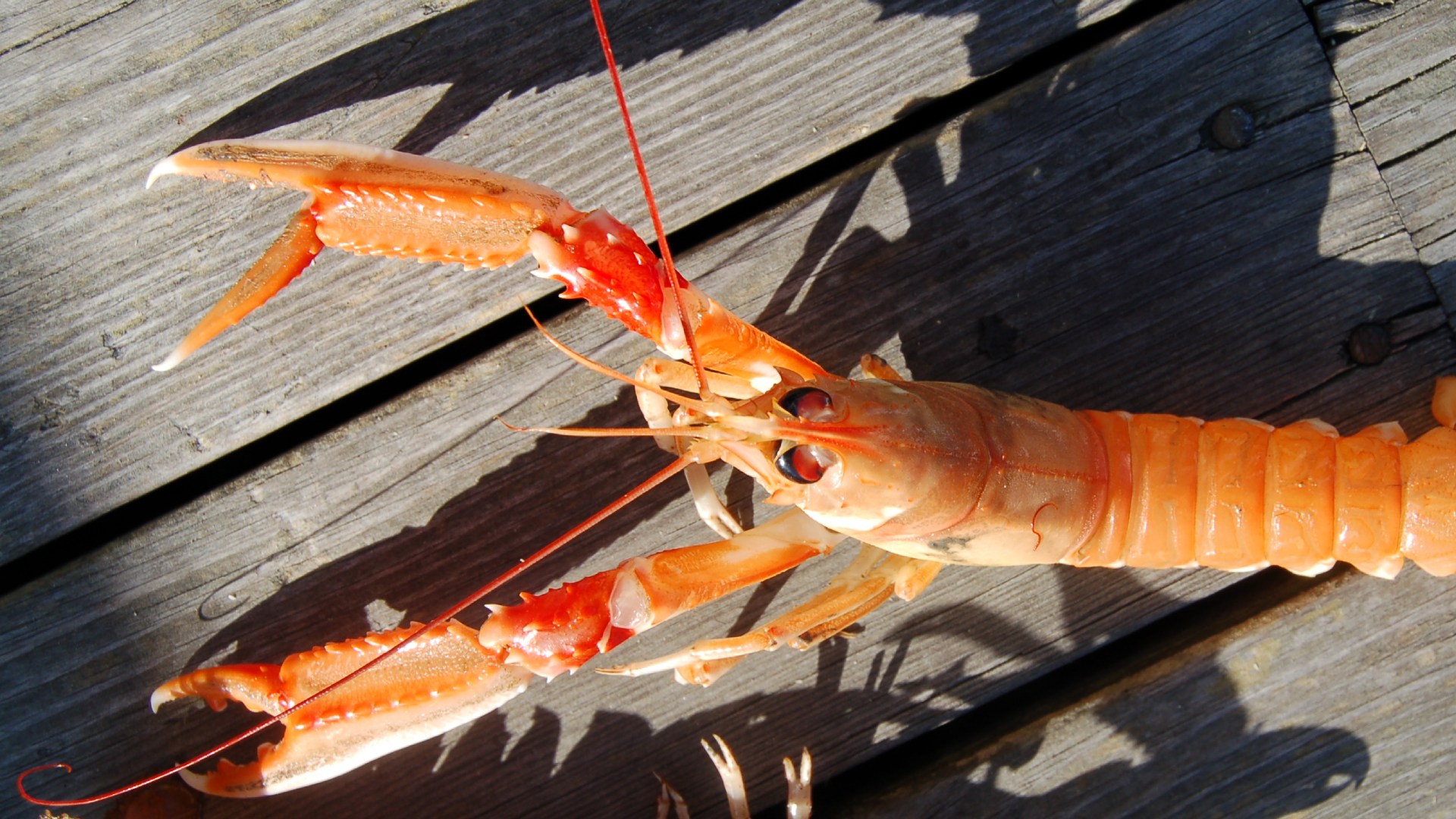 En röd havskräfta på en brygga.