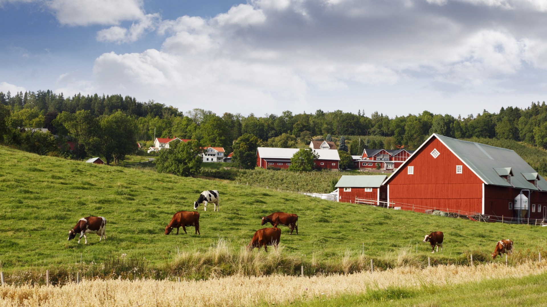 Kor betar på äng framför gård med röda hus.