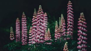 Rosa lupiner mot mörk bakgrund utomhus.