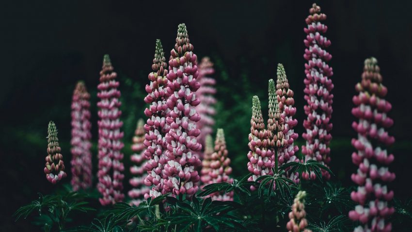 Rosa lupiner mot mörk bakgrund utomhus.