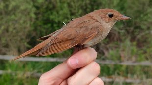 Näktergal med liten sändare under vingen.
