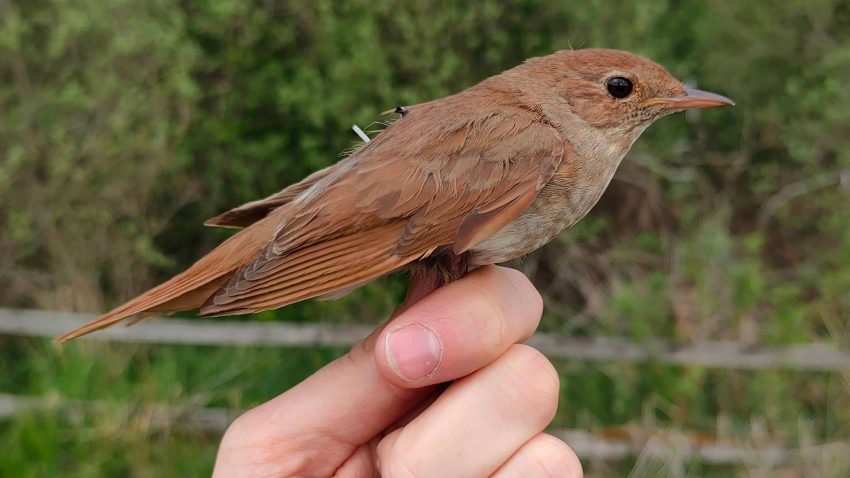 Näktergal med liten sändare under vingen.