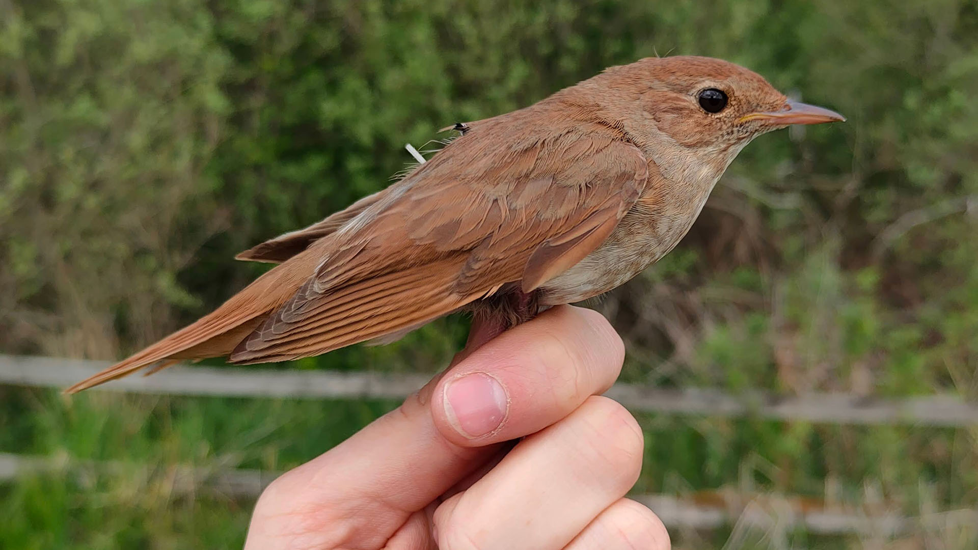 Näktergal med liten sändare under vingen.