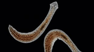 Plattmask med ögon i en petriskål.