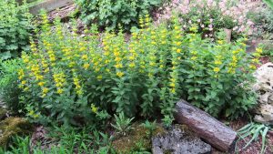 Gula blommor i trädgård.