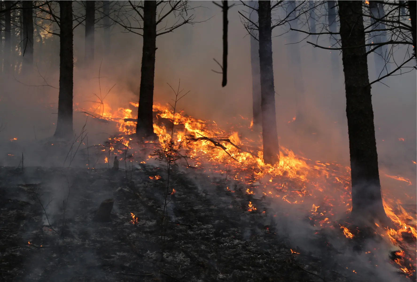 Brand i skog med förkolnade träd.