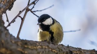 En talgoxe sitter på en gren.