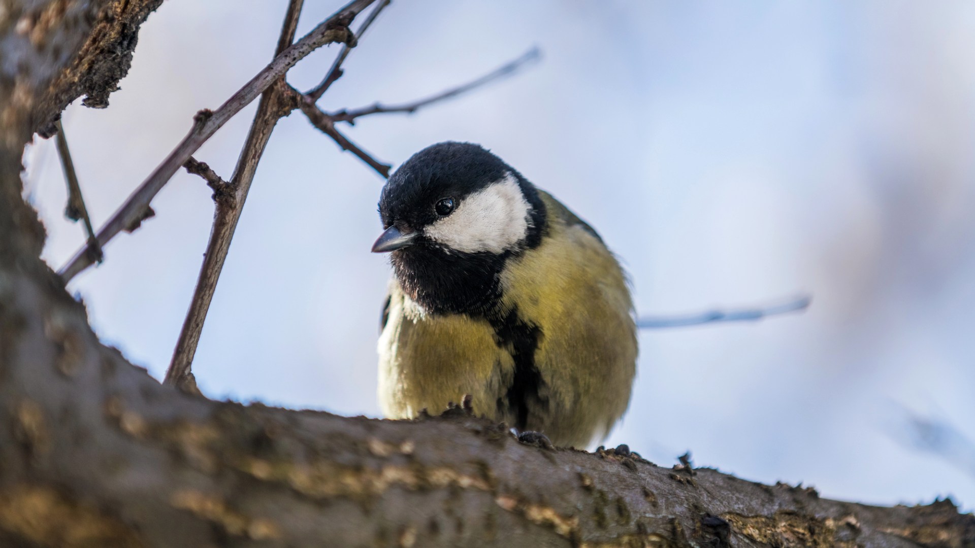 En talgoxe sitter på en gren.