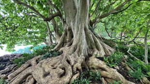 Träd med mycket stora ytliga rötter.