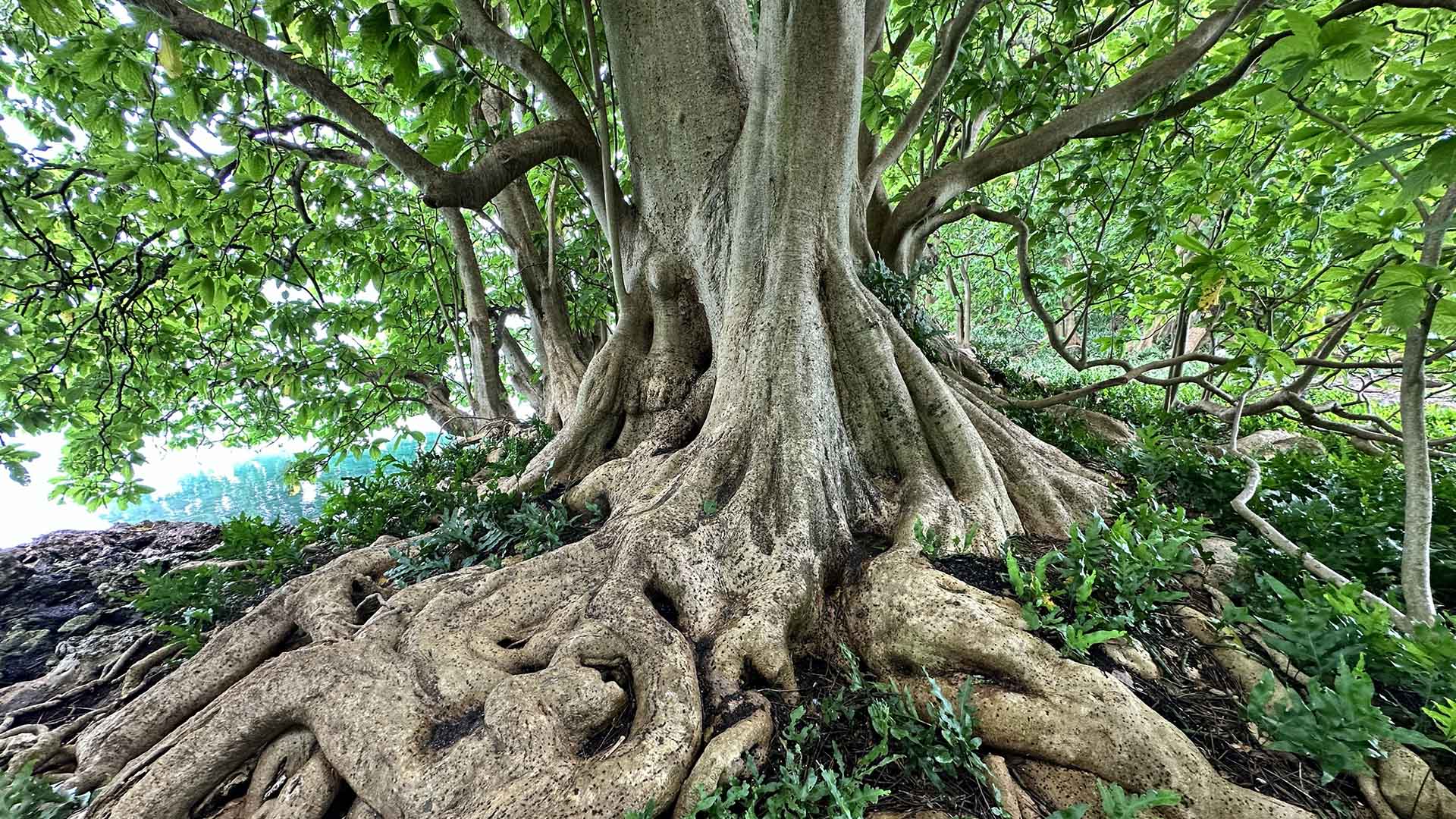 Träd med mycket stora ytliga rötter.