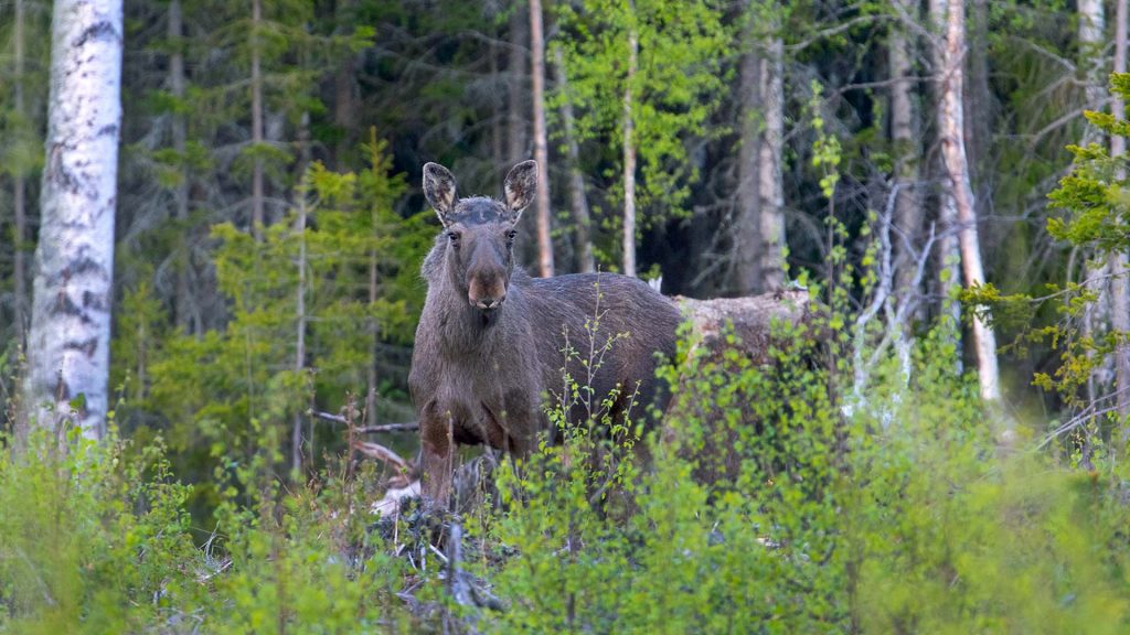 Älg bland träd