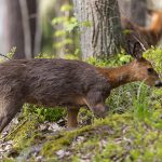 Två rådjur bland ris och träd i skogen