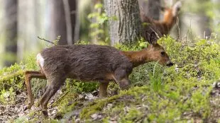 Två rådjur bland ris och träd i skogen
