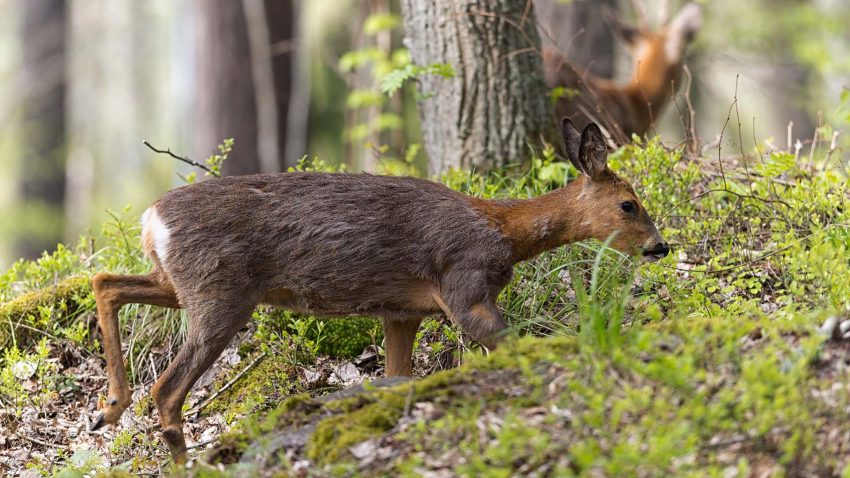 Två rådjur bland ris och träd i skogen