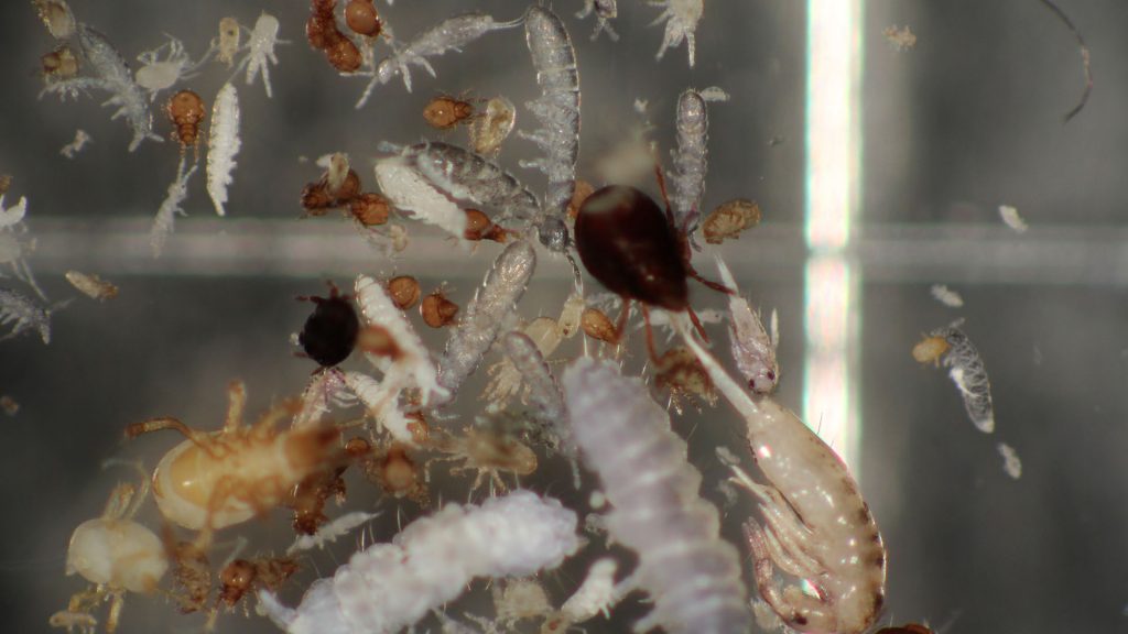 Olika insekter i närbild.