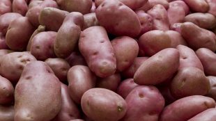 Potatis med rött skal.