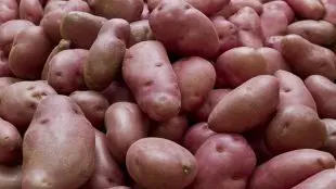 Potatis med rött skal.
