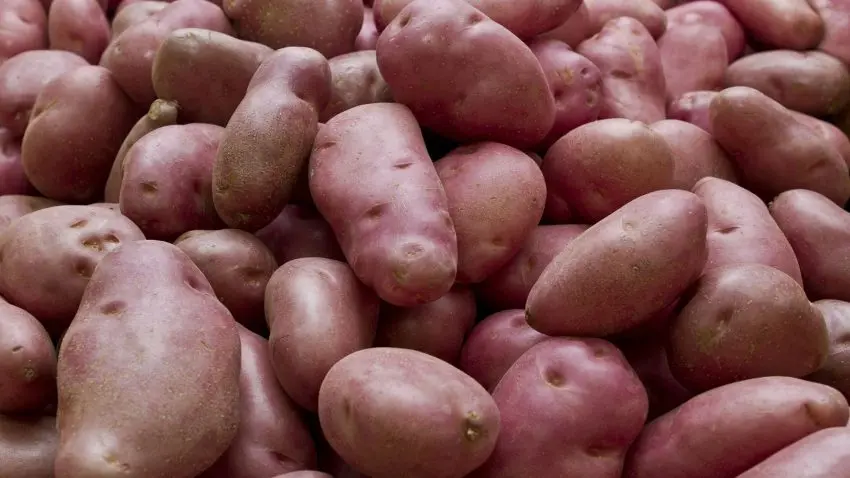 Potatis med rött skal.