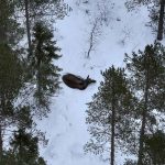 En älg i snö syns mellan träd.