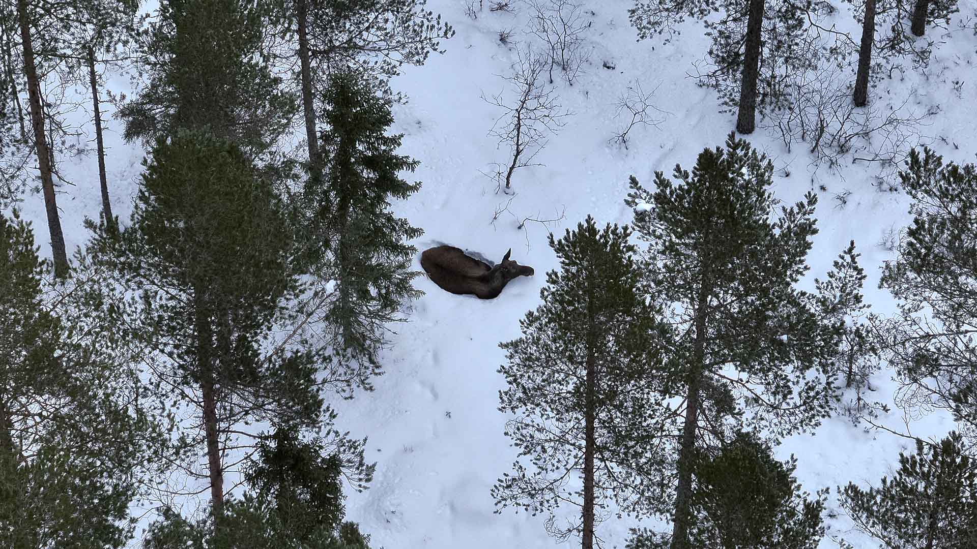 En älg i snö syns mellan träd.