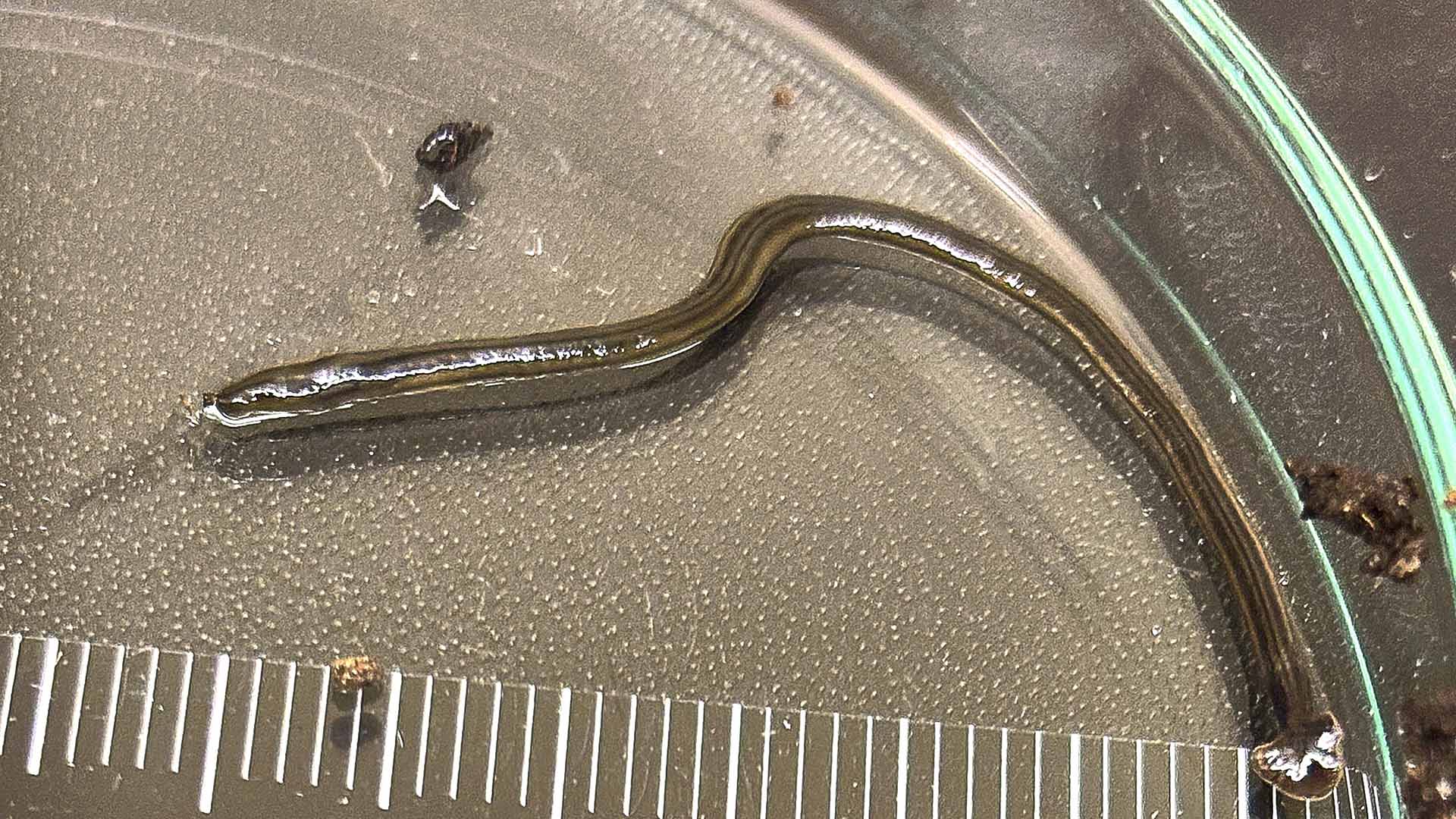 Masken, på bilden i labbmiljö, är brun och smal.