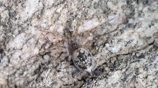 Spindeln sitter kamouflerad mot en ljusgrå klippa. Den har lätt ludna ben och kroppen är svartvit-fläckig.