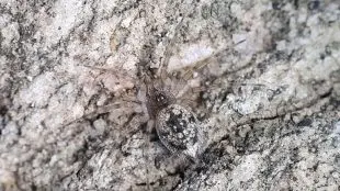 Spindeln sitter kamouflerad mot en ljusgrå klippa. Den har lätt ludna ben och kroppen är svartvit-fläckig.