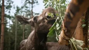 Närbild på en älg som äter på blad från en gren.