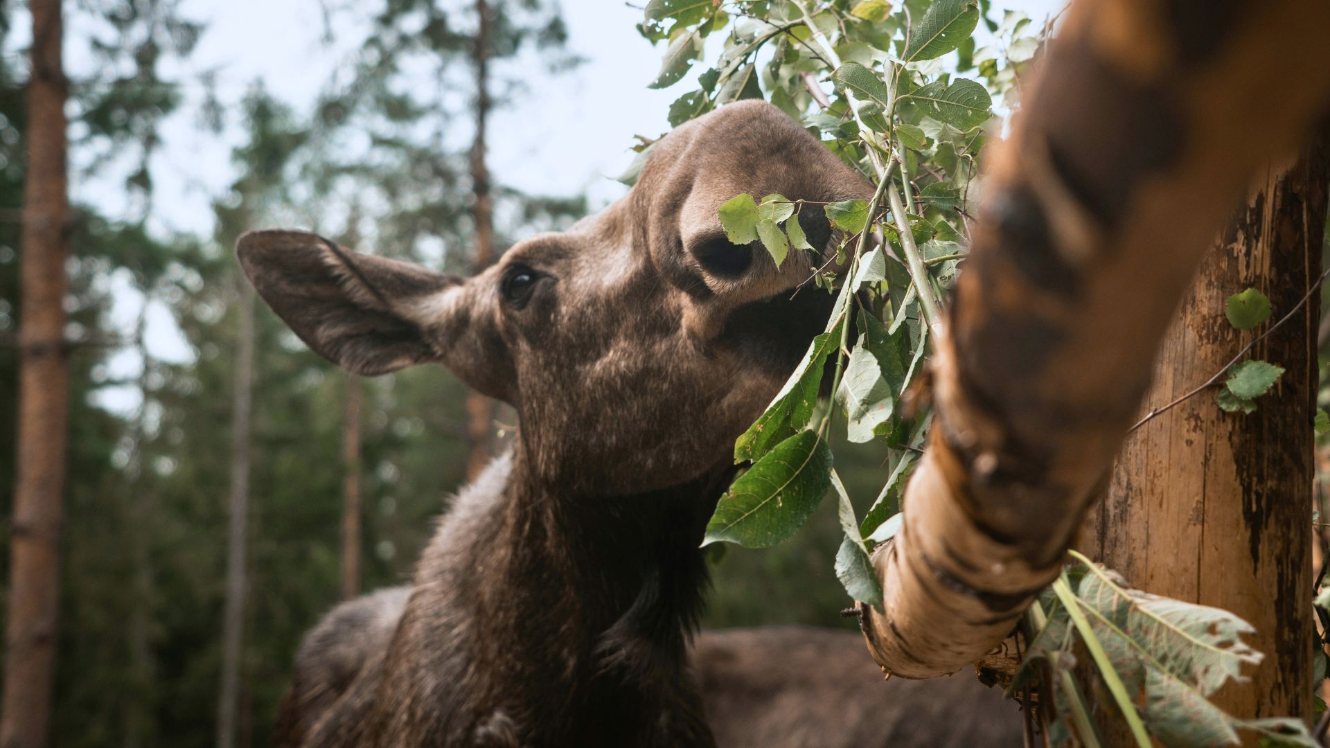 Närbild på en älg som äter på blad från en gren.