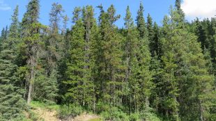 Tät skog med tallar