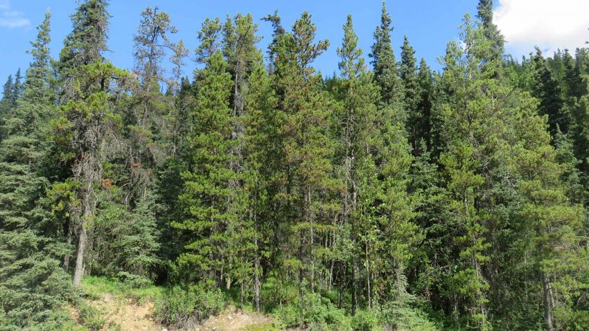 Tät skog med tallar