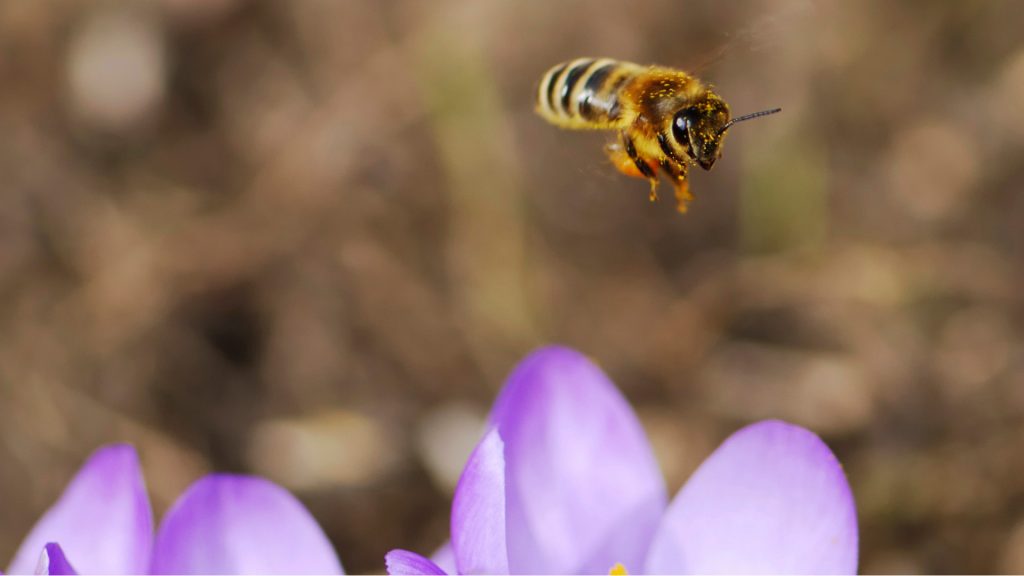 Ett honungsbi flyger målmedvetet mot en krokus.