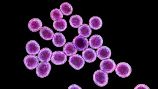 Staphylococcus aureus är runda bakterier som ofta ligger samlade i klasar, ungefär som vindruvor.