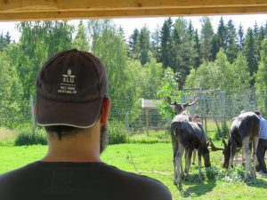 Baksidan på en man som tittar på älgar som blir utfodrade med lövruskor som ligger på marken.