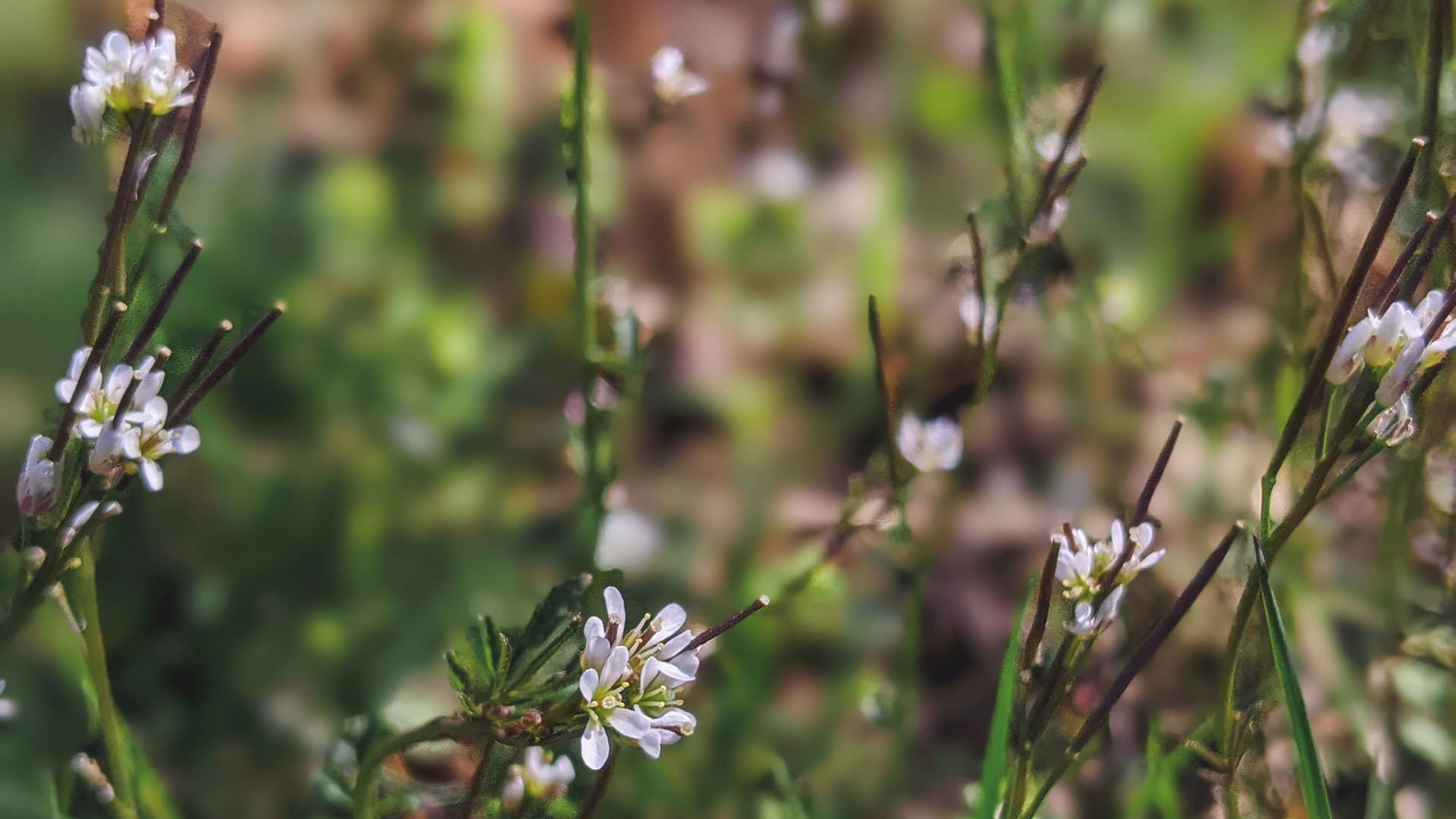 Växt med vitrosa blommor.