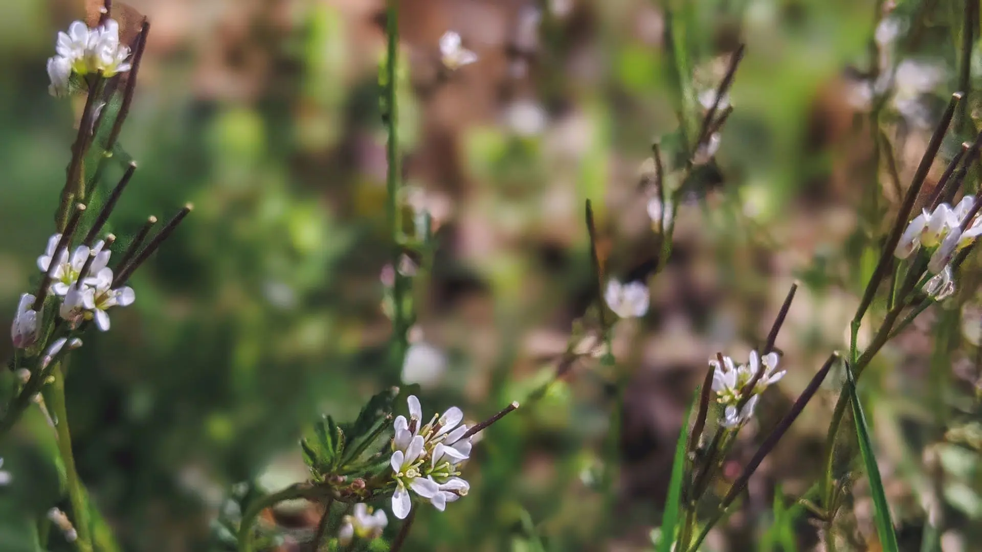 Växt med vitrosa blommor.