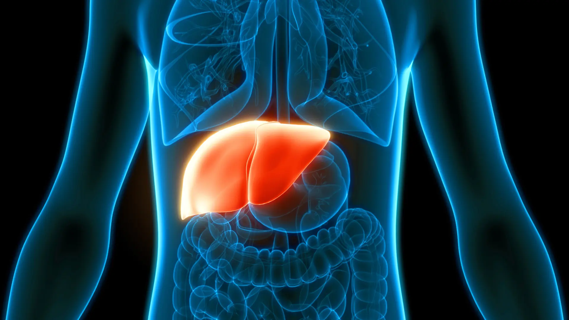 Anatomisk bild av lever placerad strax under lungorna.