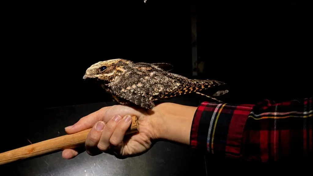 Brunfläckig fågel sitter på en hand som håller  en pinne.