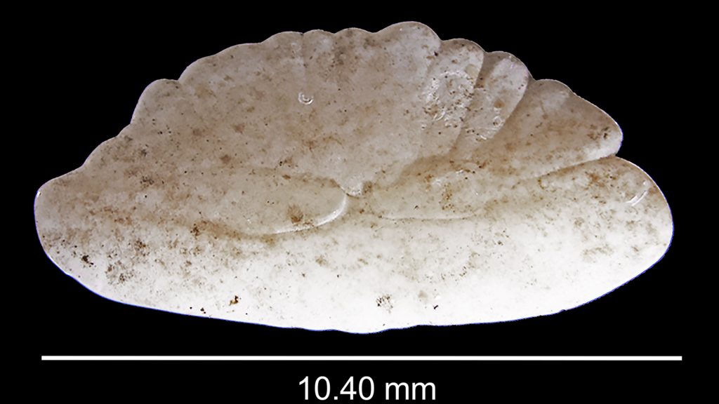 Benfragment som är ovalt till formen. 10,40 millimeter brett.