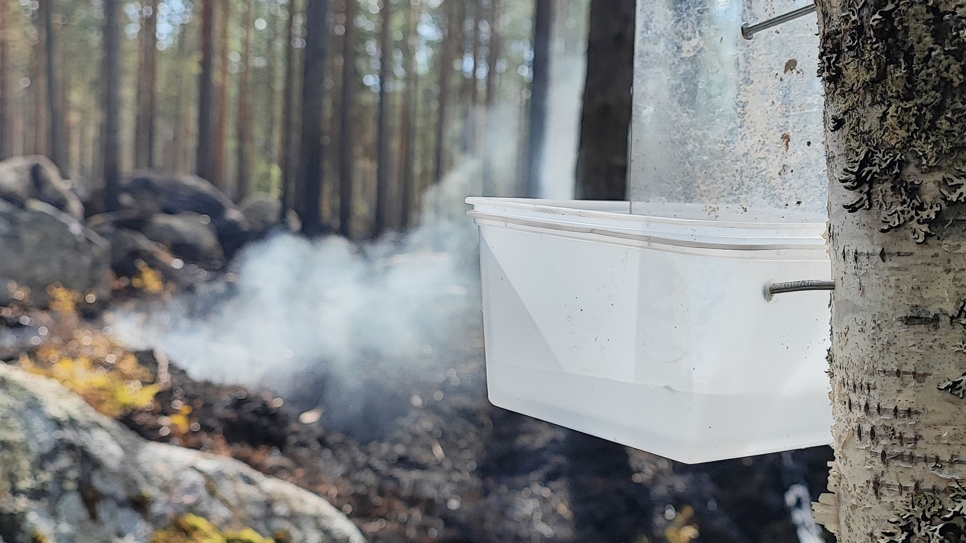 Björkstam där en plastlåda monterats. I bakgrunden ses bränd skog och eld.