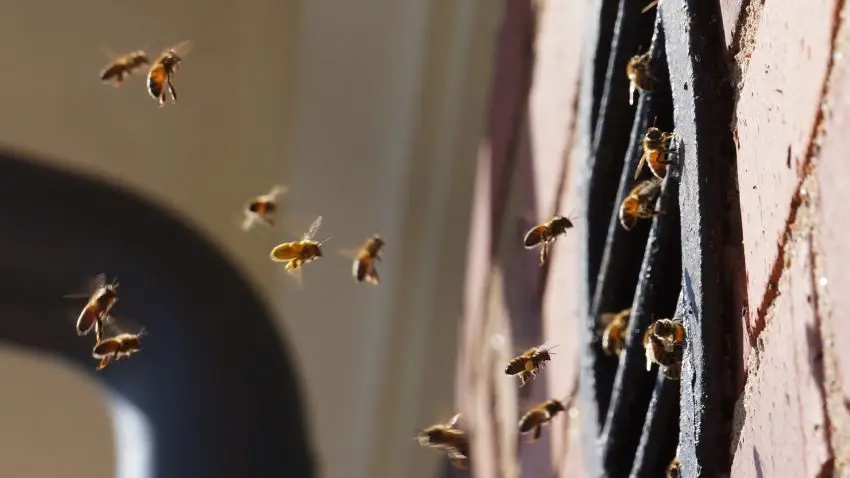 Bin som flyger utomhus vid en tegelvägg med ett galler.