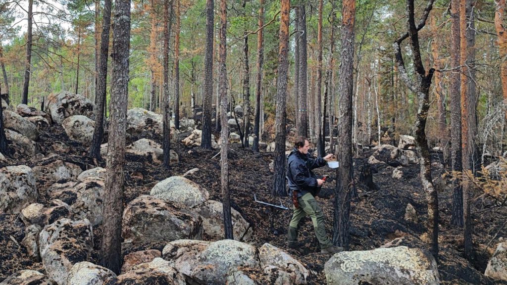En forskare monterar en plastlåda på ett träd i ett bränt skogsområde.