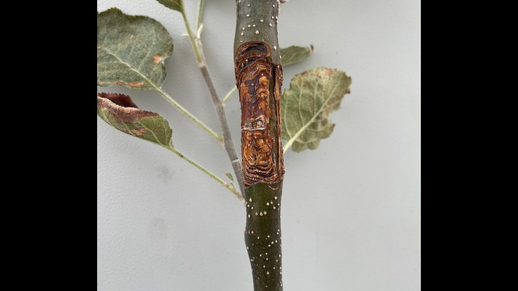 En smal trädstam som ser skadad ut och har bruna ringar som ser ut lite som årsringar, på stammen.