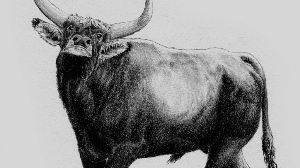 Tecknadbild av en uroxe med kraftig kropp och långa horn